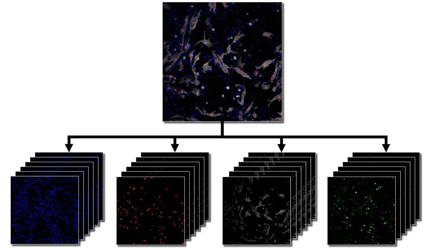 Microscopy Input Data